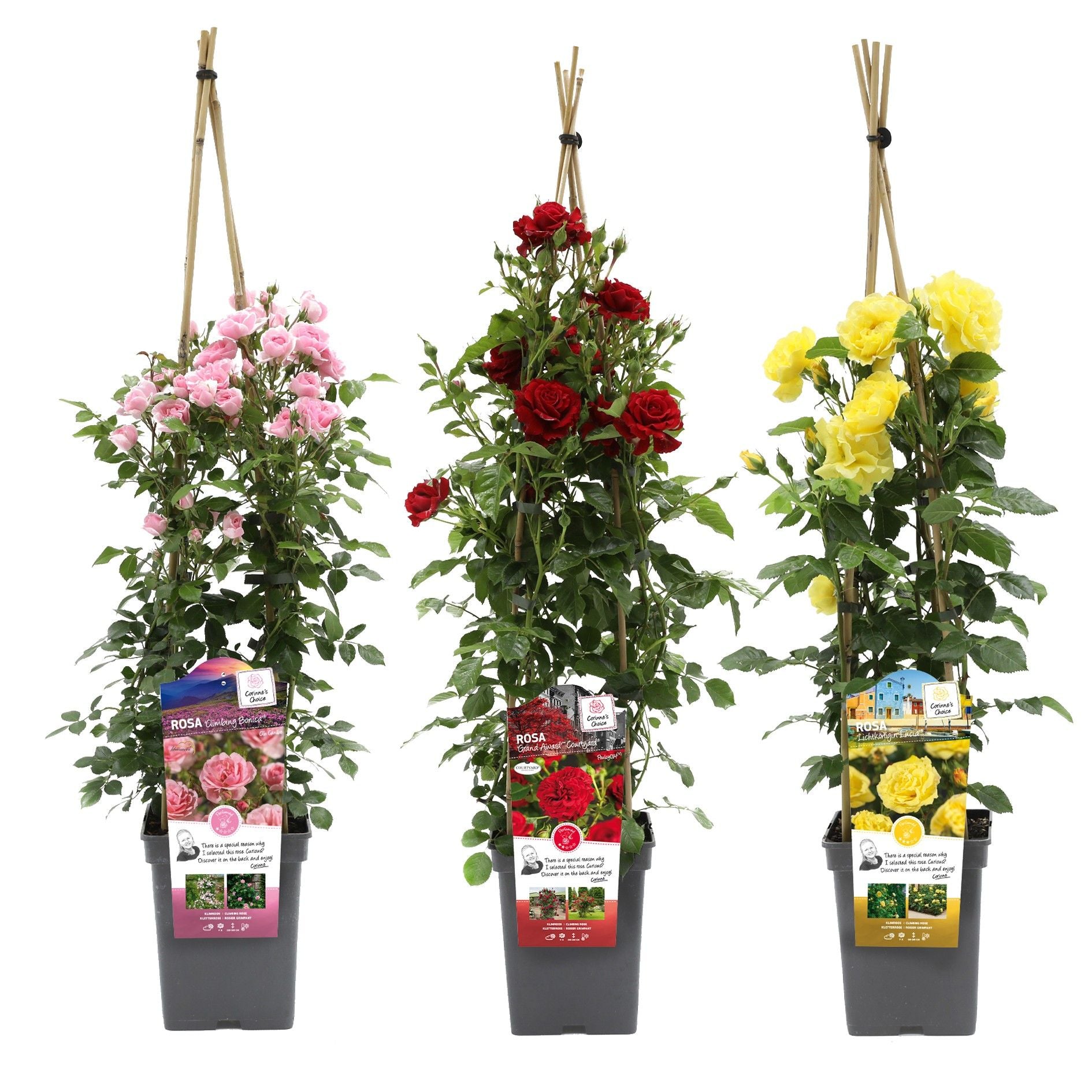 Roses climber mix (Exclusive Collection) 70cm 23cm Pot
