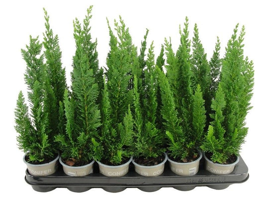 Chamaecyparis Little Spire 20cm 9cm Pot