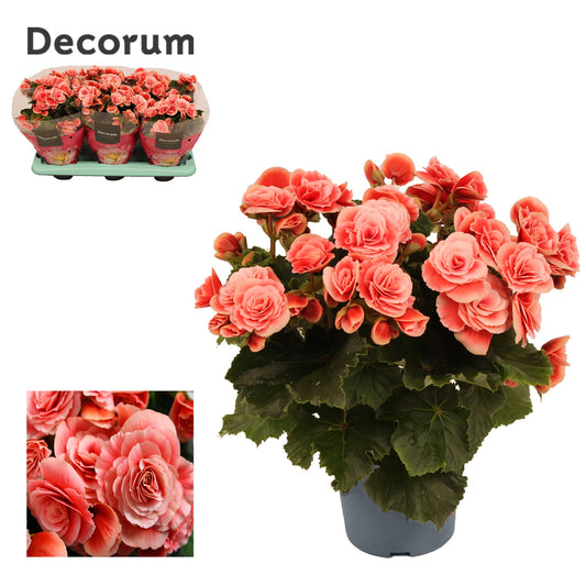 Begonia Borias 30cm 13cm Pot