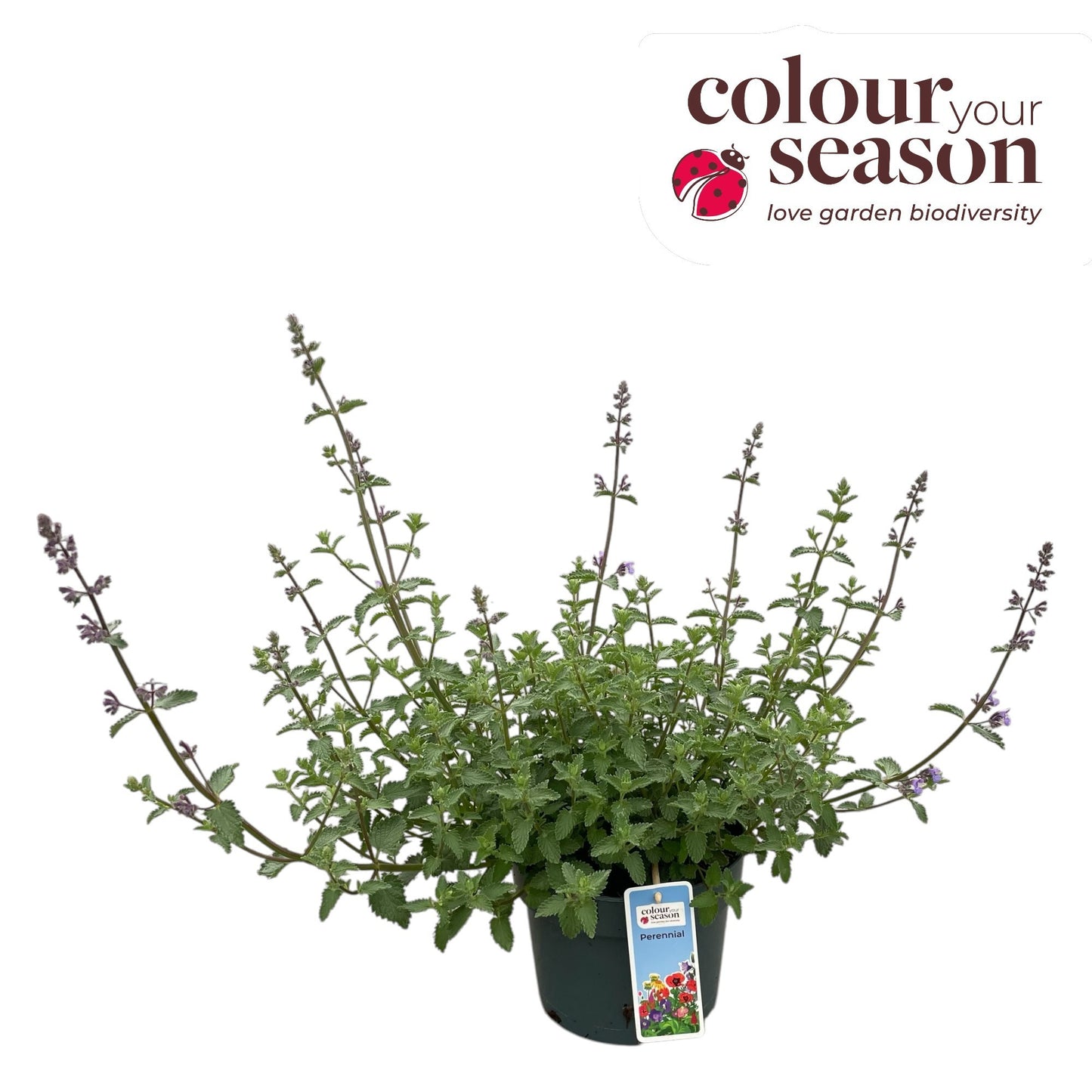 Nepeta faa. Walker's Low 40cm 19cm Pot