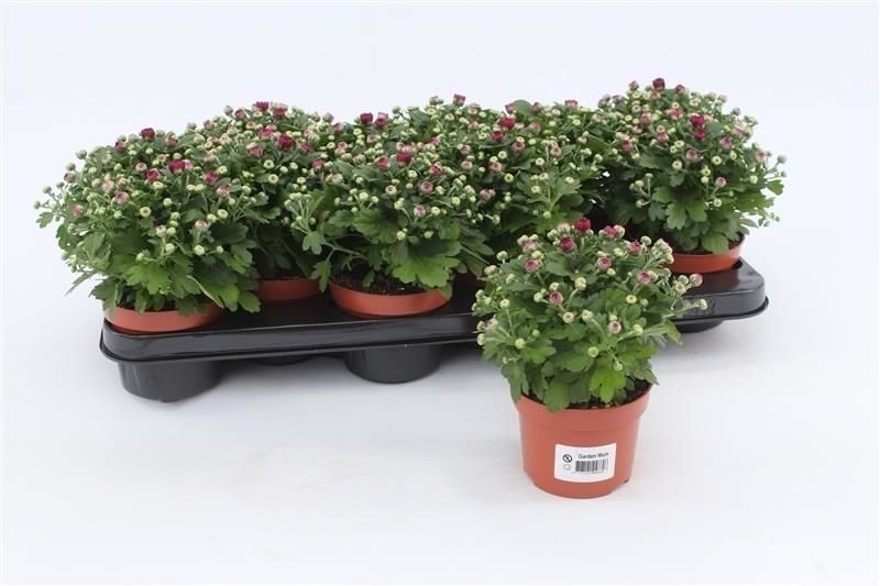 Chrysanthemum Gardenmum purple 17cm 510cm Pot