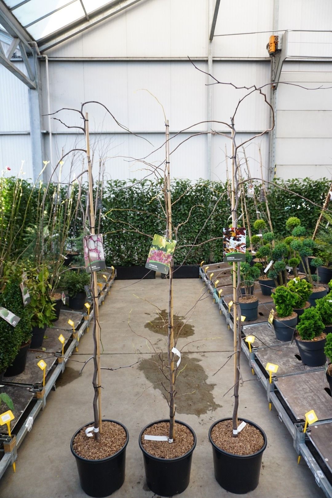 Cercis canadensis 175cm 36cm Pot