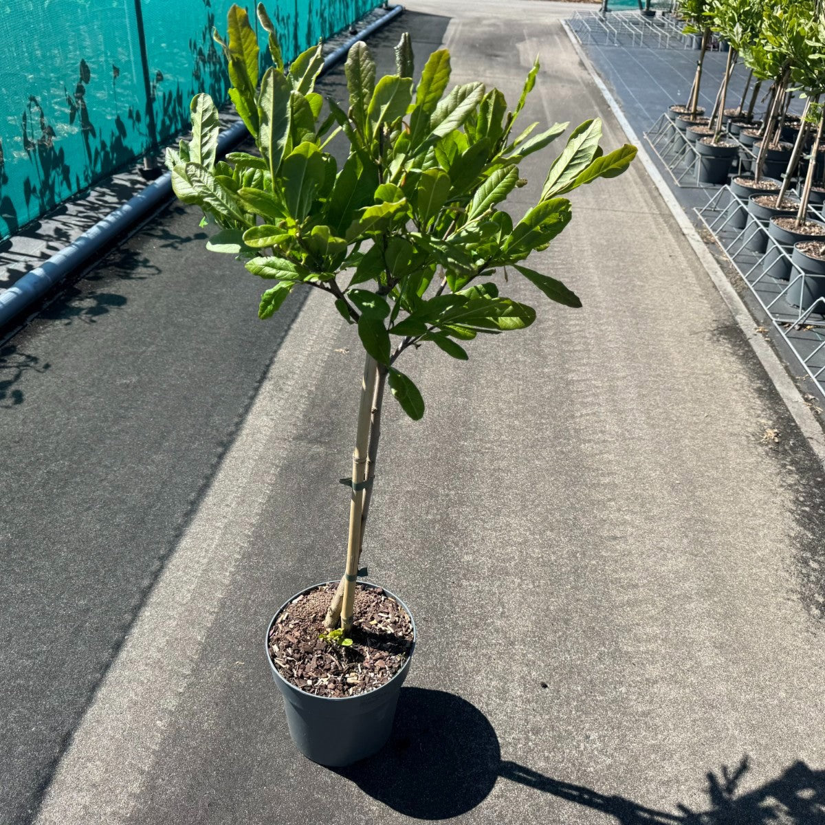 Magnolia stellata 85cm 19cm Pot