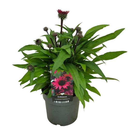 Echinacea sunseekers Pomegranate 50cm 17cm Pot