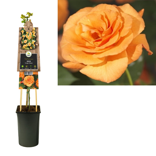 Rosa Westerland 75cm 17cm Pot
