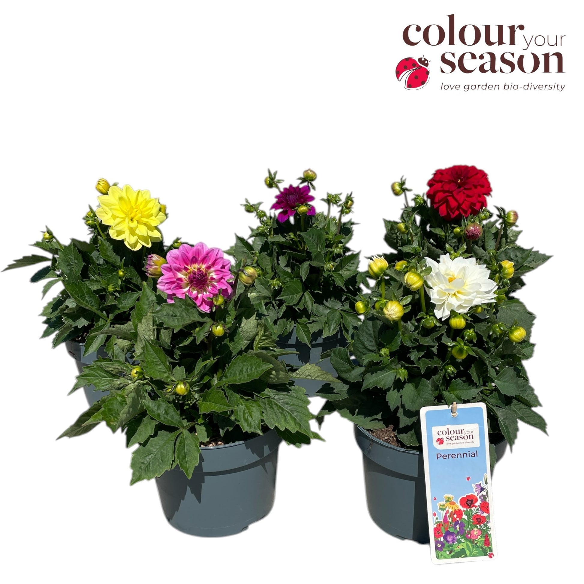 Dahlia Gallery Art Deco mix 40cm 19cm Pot