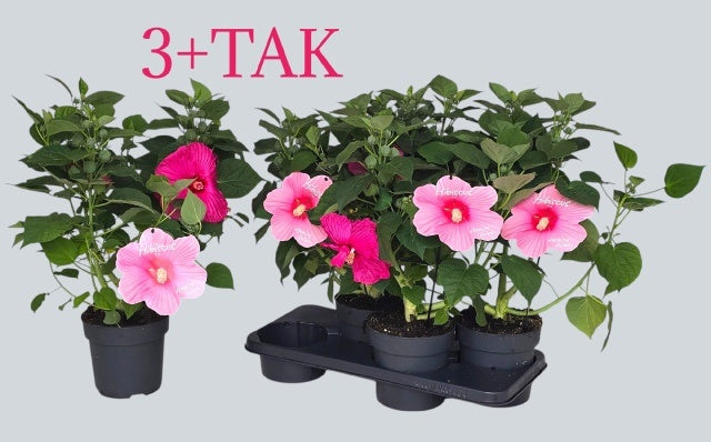 Hibiscus mos. Extreme Hot Pink 44cm 17cm Pot