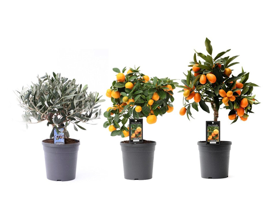 Mediterranean mix 37cm 15cm Pot