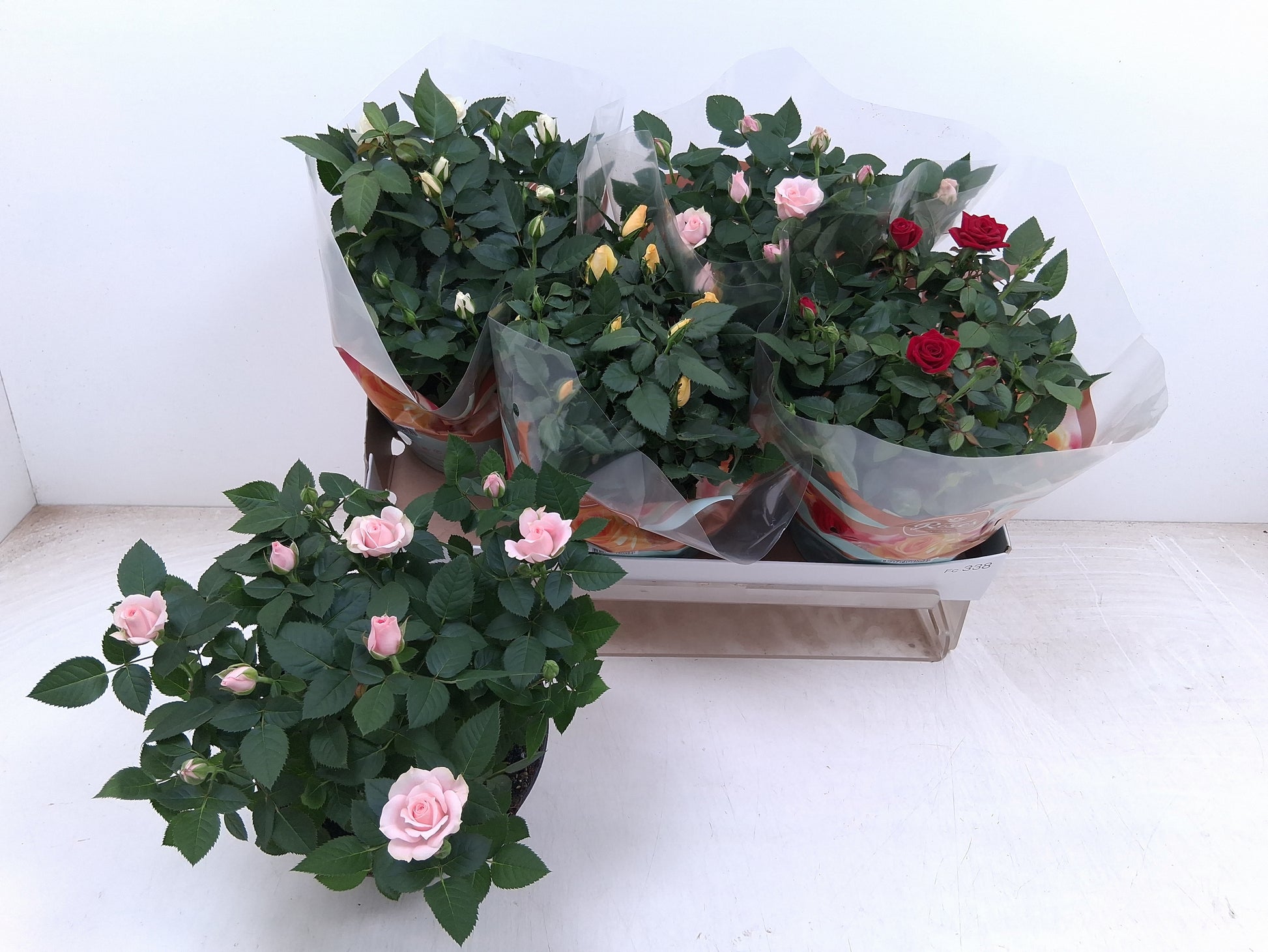Vireo-H.P.D. Potplanten VOF Rosa Favourite mix 4 col. Pack of 4