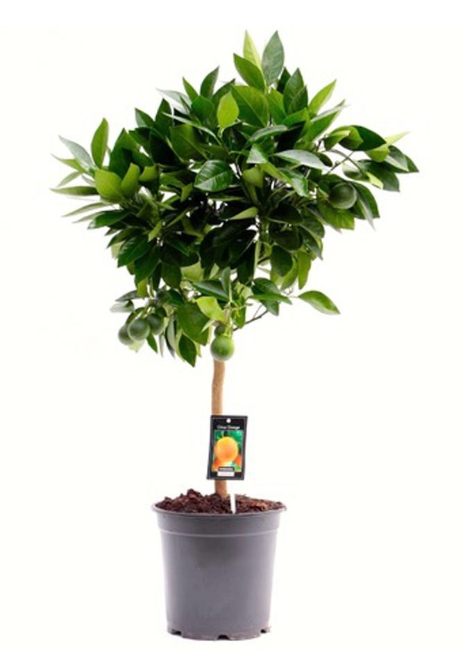 Citrus Orange 75cm 22cm Pot