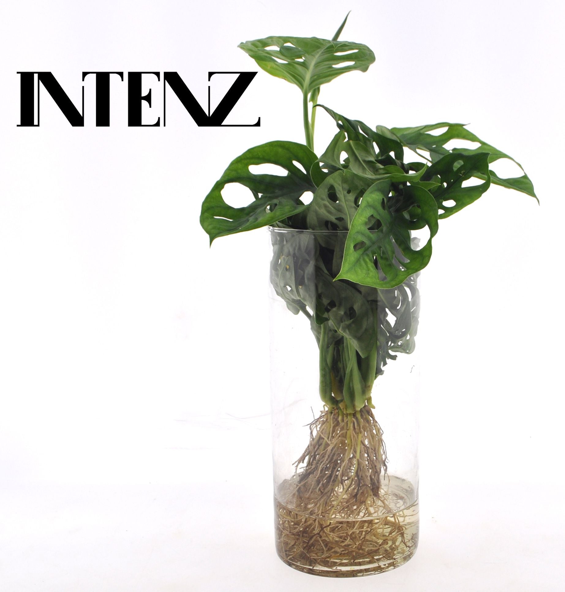 Monstera Aqua roots in cylinderglass 25cm 12cm Pot