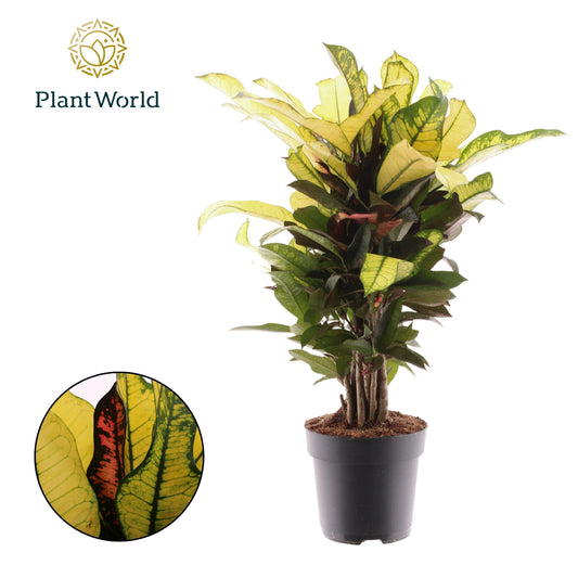 Codiaeum Wilma 55cm 17cm Pot