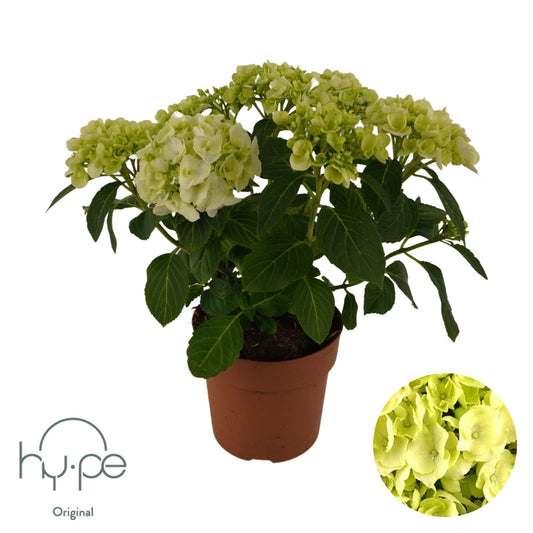 Hydrangea macrophylla white 40cm 14cm Pot