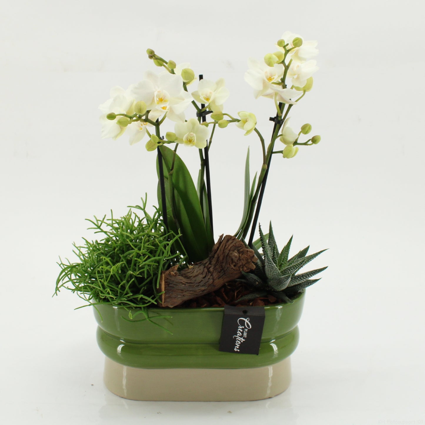arr. Phalaenopsis PHAL-2620W 45cm 23cm Pot