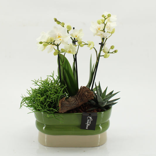 arr. Phalaenopsis PHAL-2620W 45cm 23cm Pot
