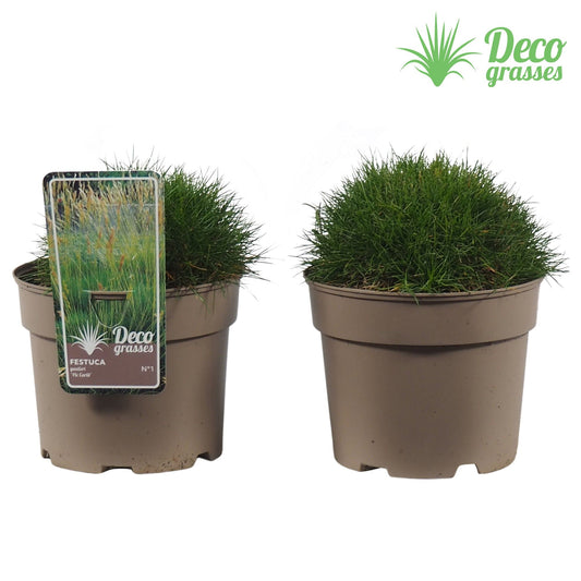 Festuca gautieri 'Pic Carlit' 25cm 19cm Pot
