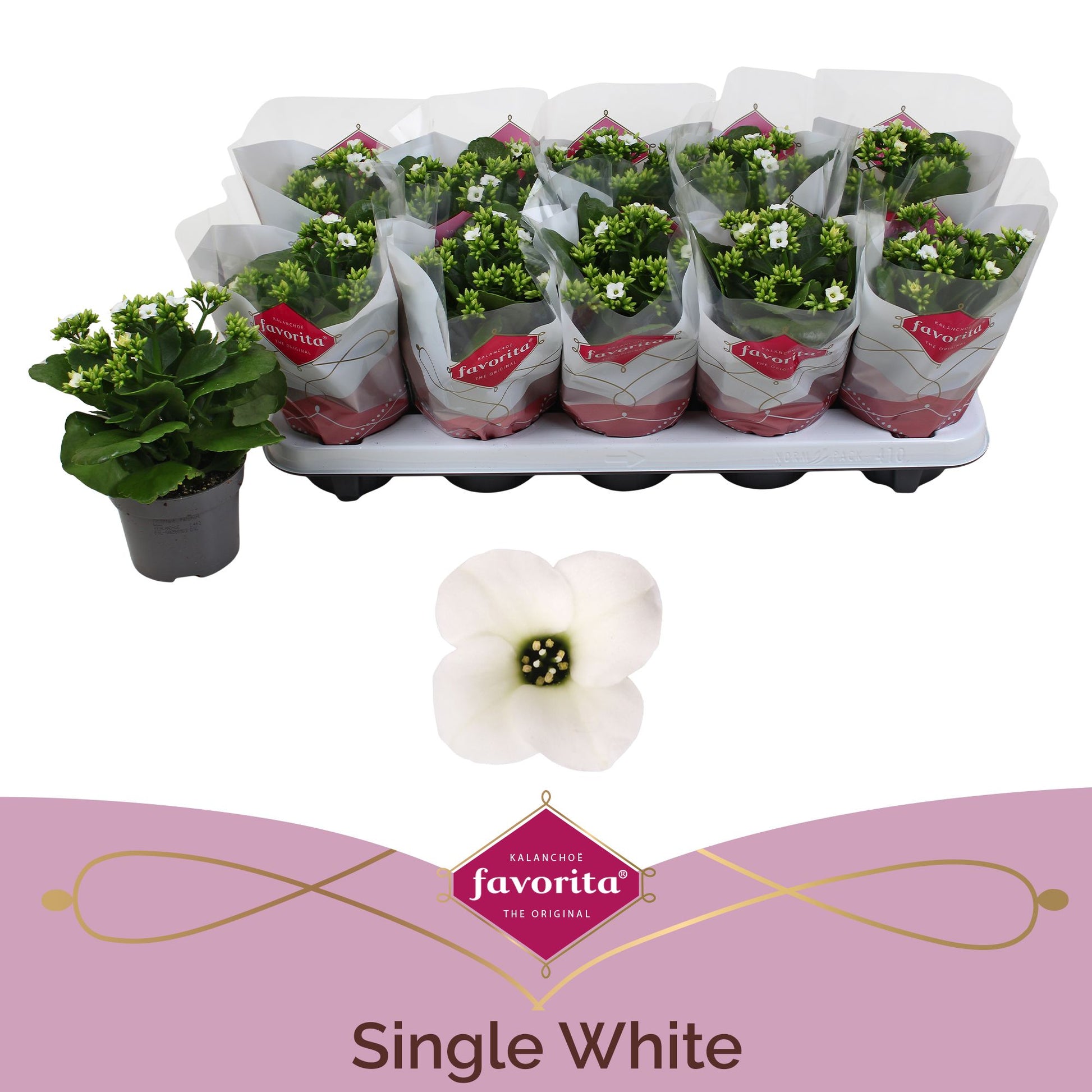 Kalanchoe Asteria white 22cm 510cm Pot