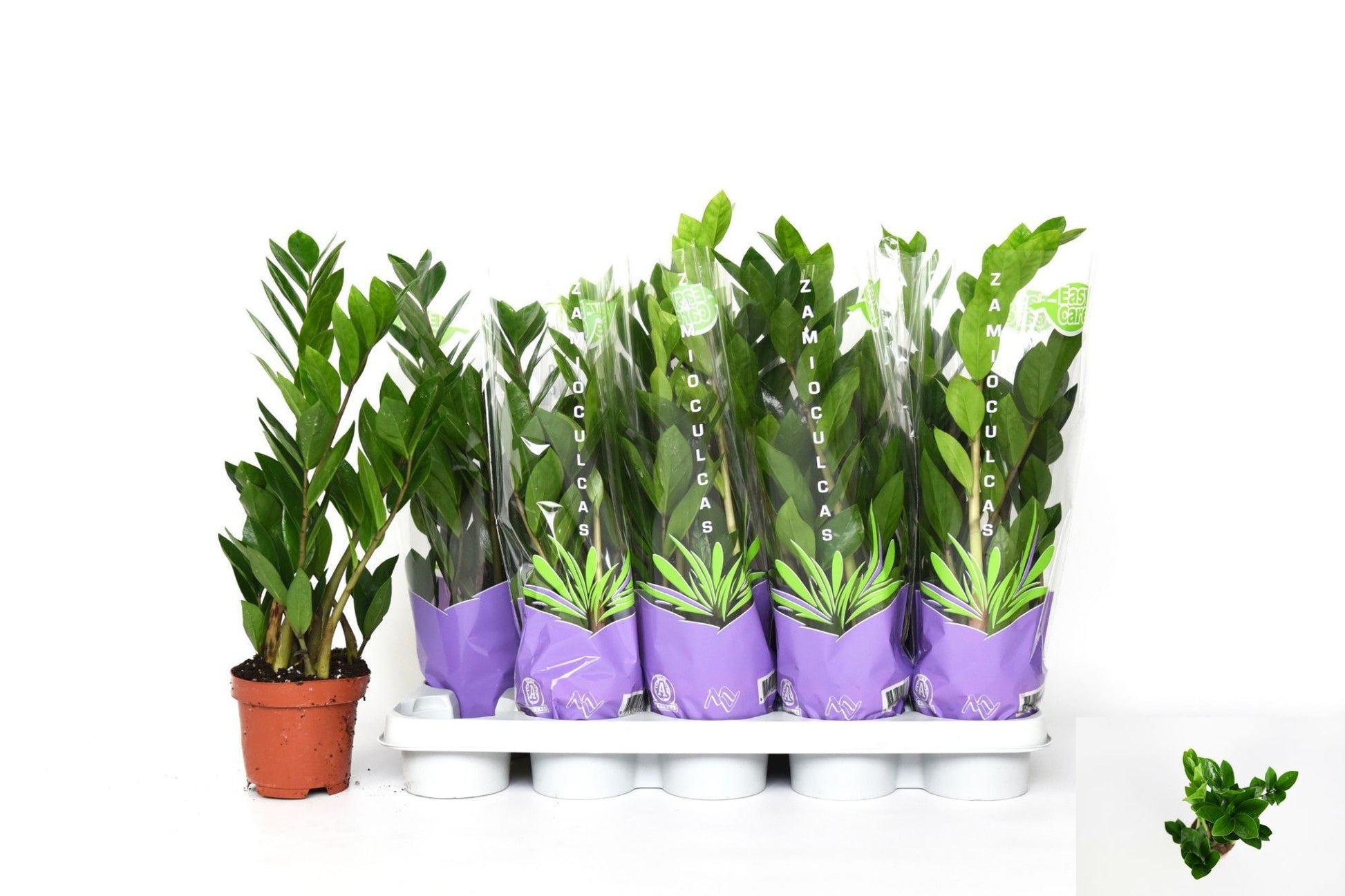 Zamioculcas zamiifolia 50cm 12cm Pot