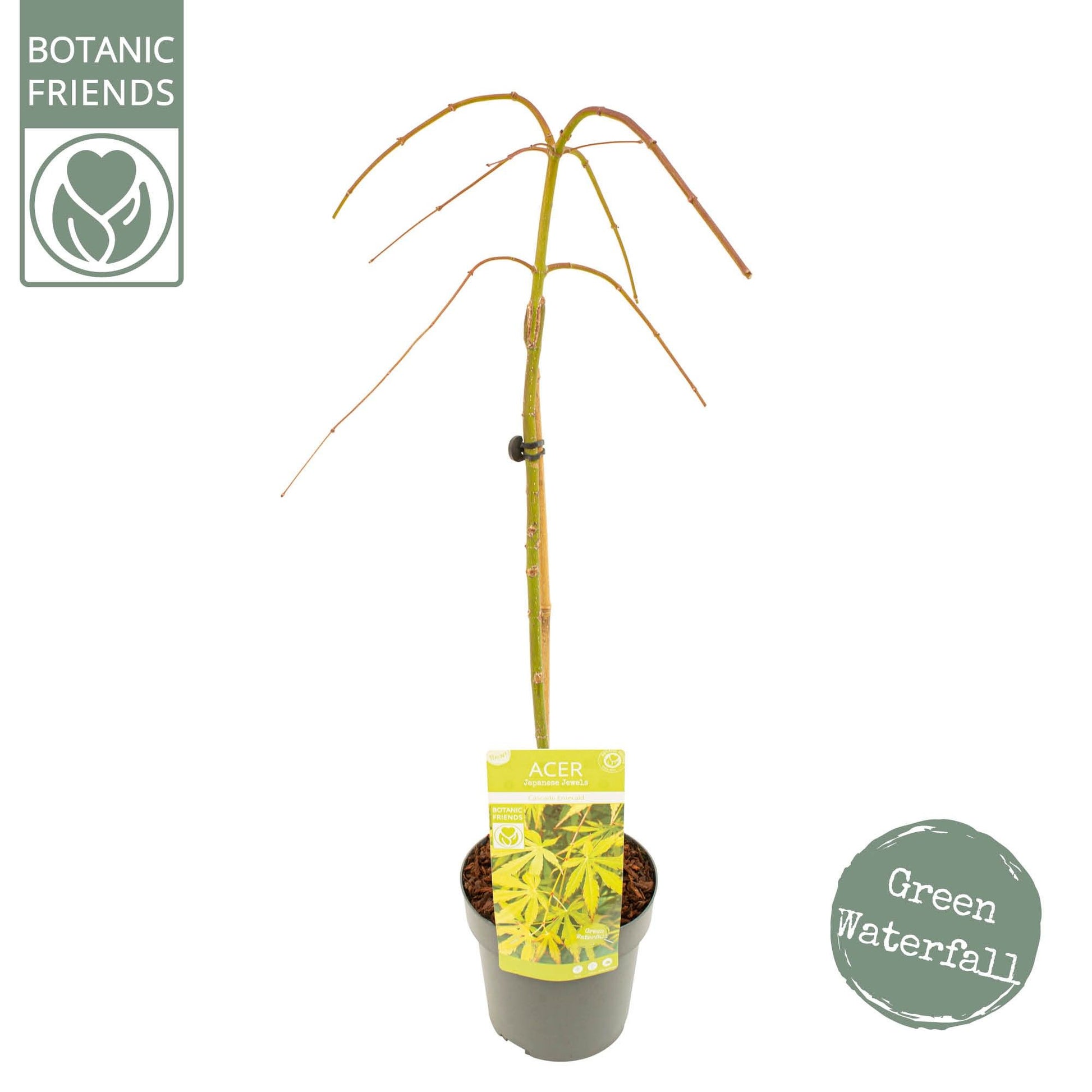 Acer palmatum 80cm 19cm Pot