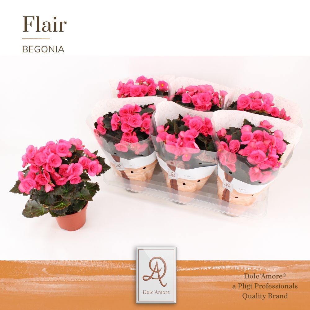 Begonia elatior Adonia Pink 31cm 14cm Pot