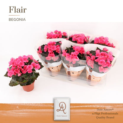 Begonia elatior Adonia Pink 31cm 14cm Pot