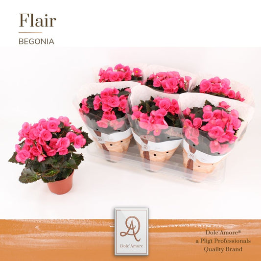 Begonia elatior Adonia Pink 31cm 14cm Pot