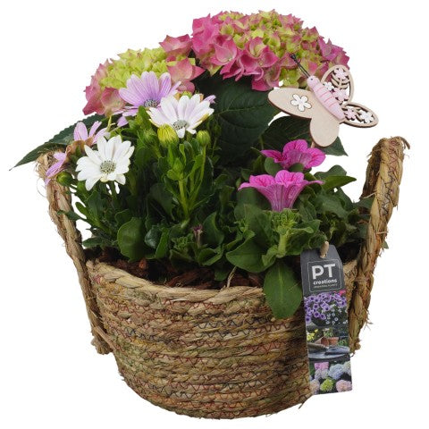 PTPP6950 Arrangementen Perkplanten 30cm 22cm Pot