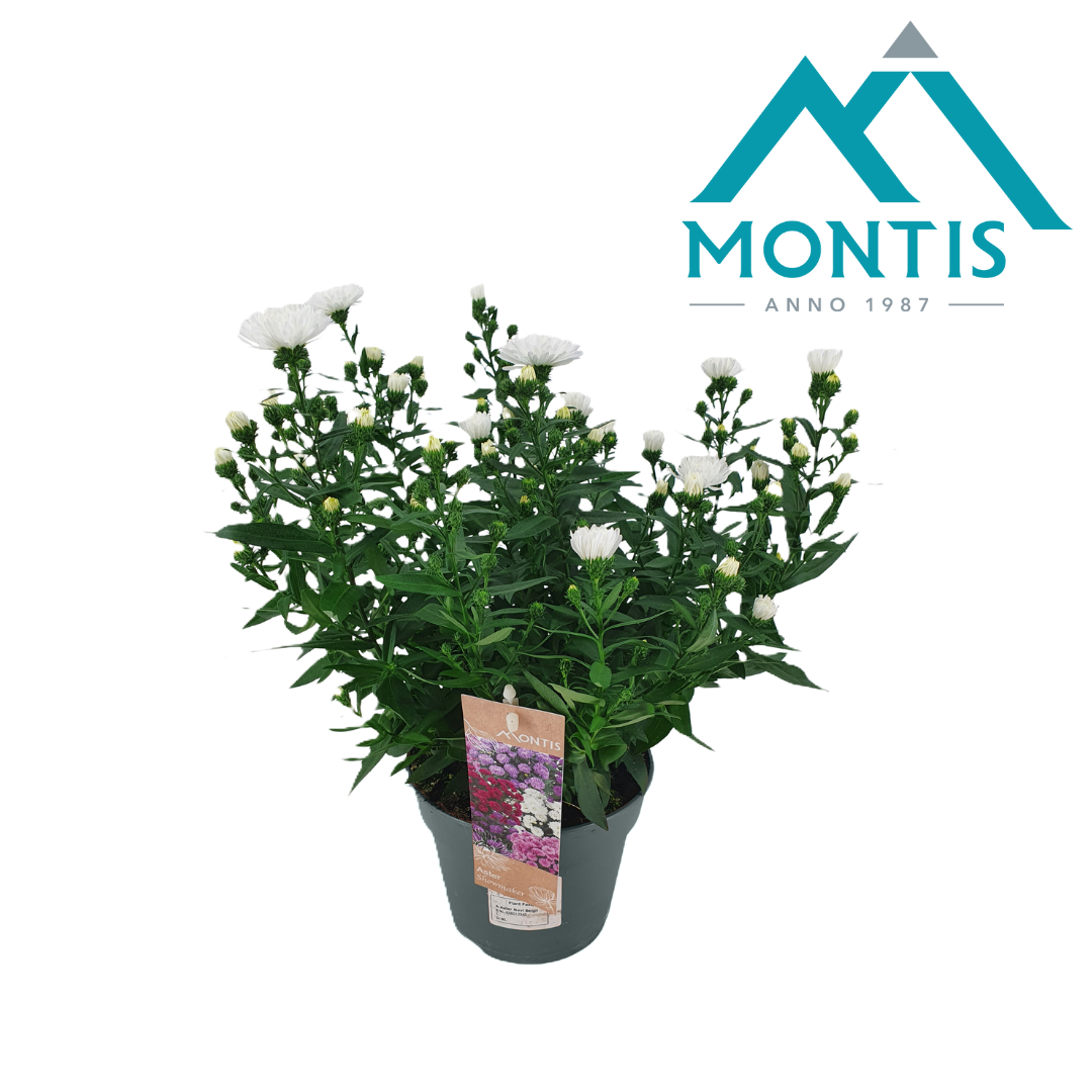 Aster nb. Showmakers Snow White 25cm 14cm Pot