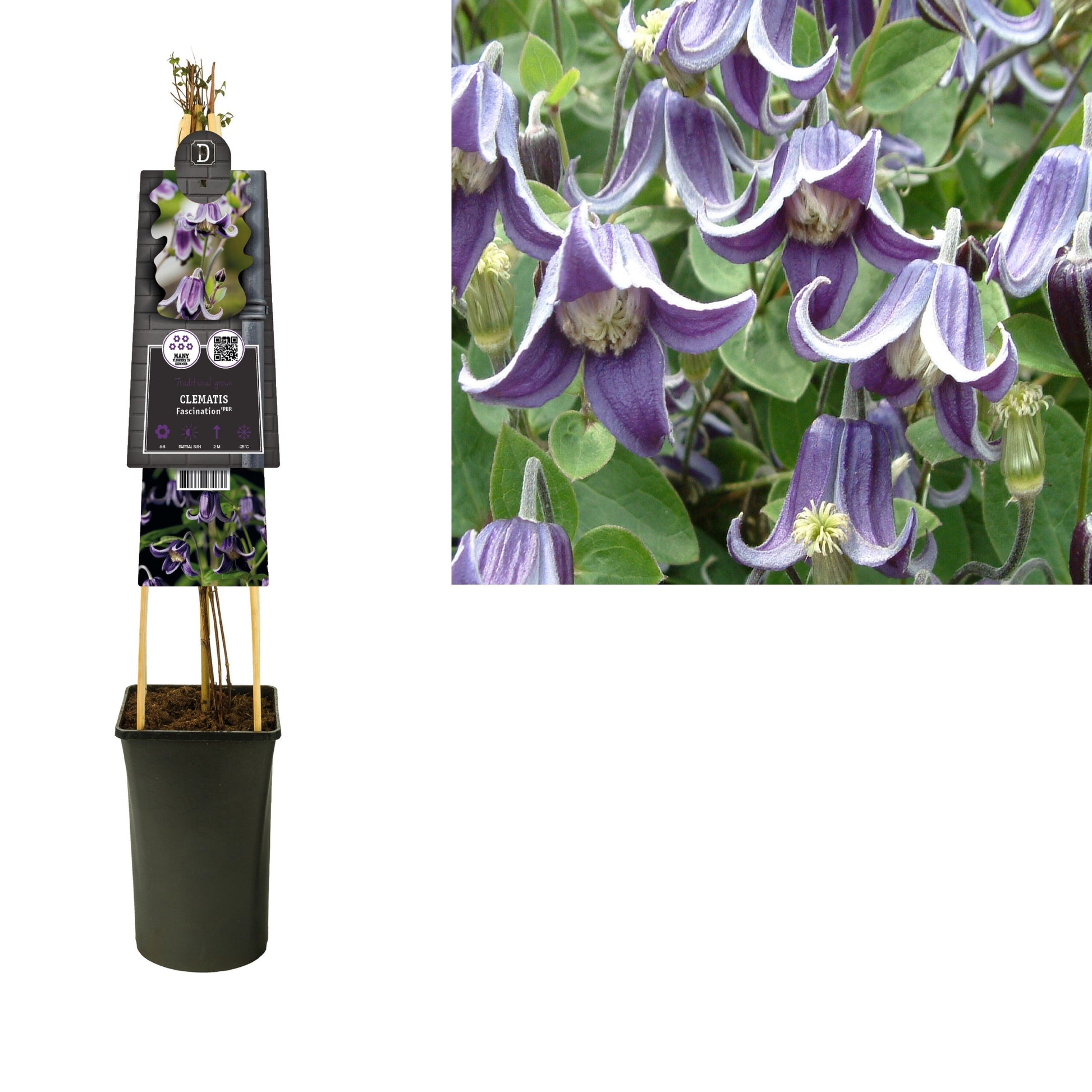 Clematis Fascination 75cm 17cm Pot
