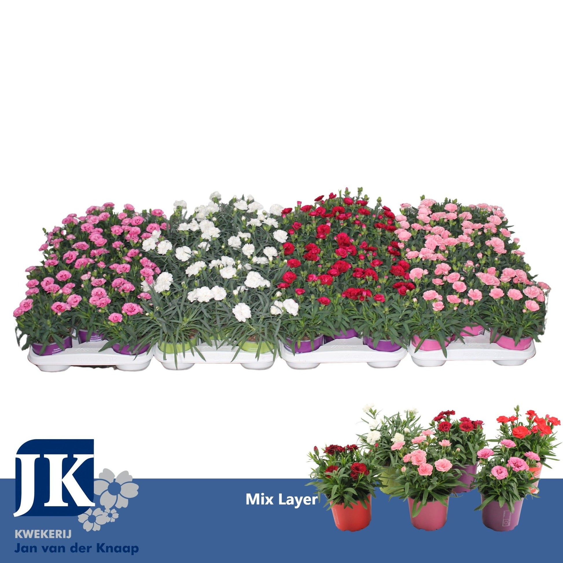 Dianthus mix 22cm 12cm Pot