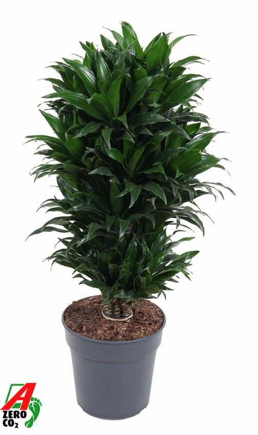 Dracaena fragrans Compacta branched 90cm 24cm Pot