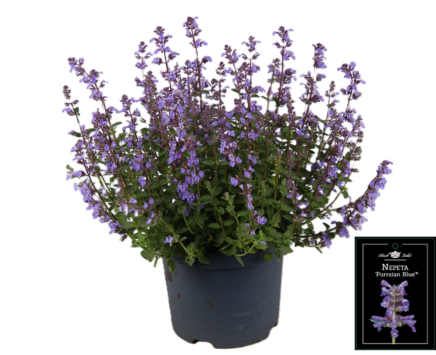 Nepeta faassenii  Purrsian Blue 40cm 19cm Pot
