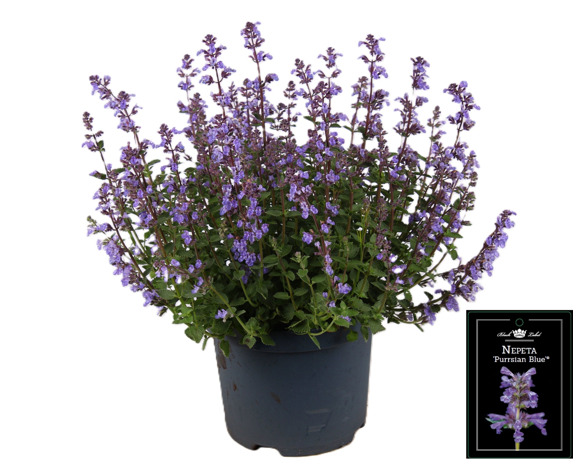 Nepeta faassenii  Purrsian Blue 40cm 19cm Pot