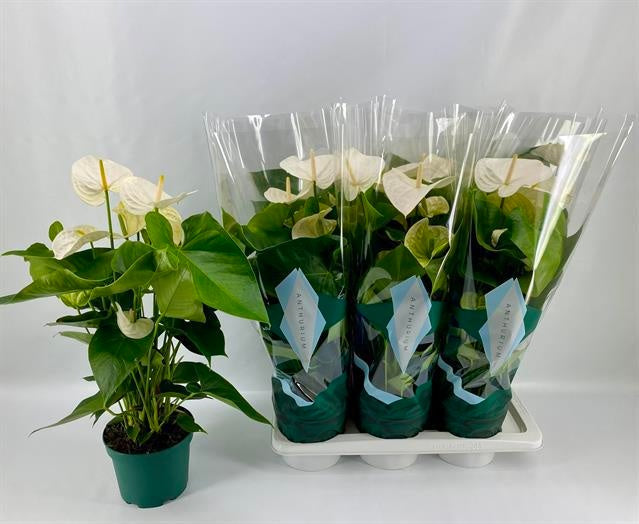 Anthurium Samora 65cm 17cm Pot