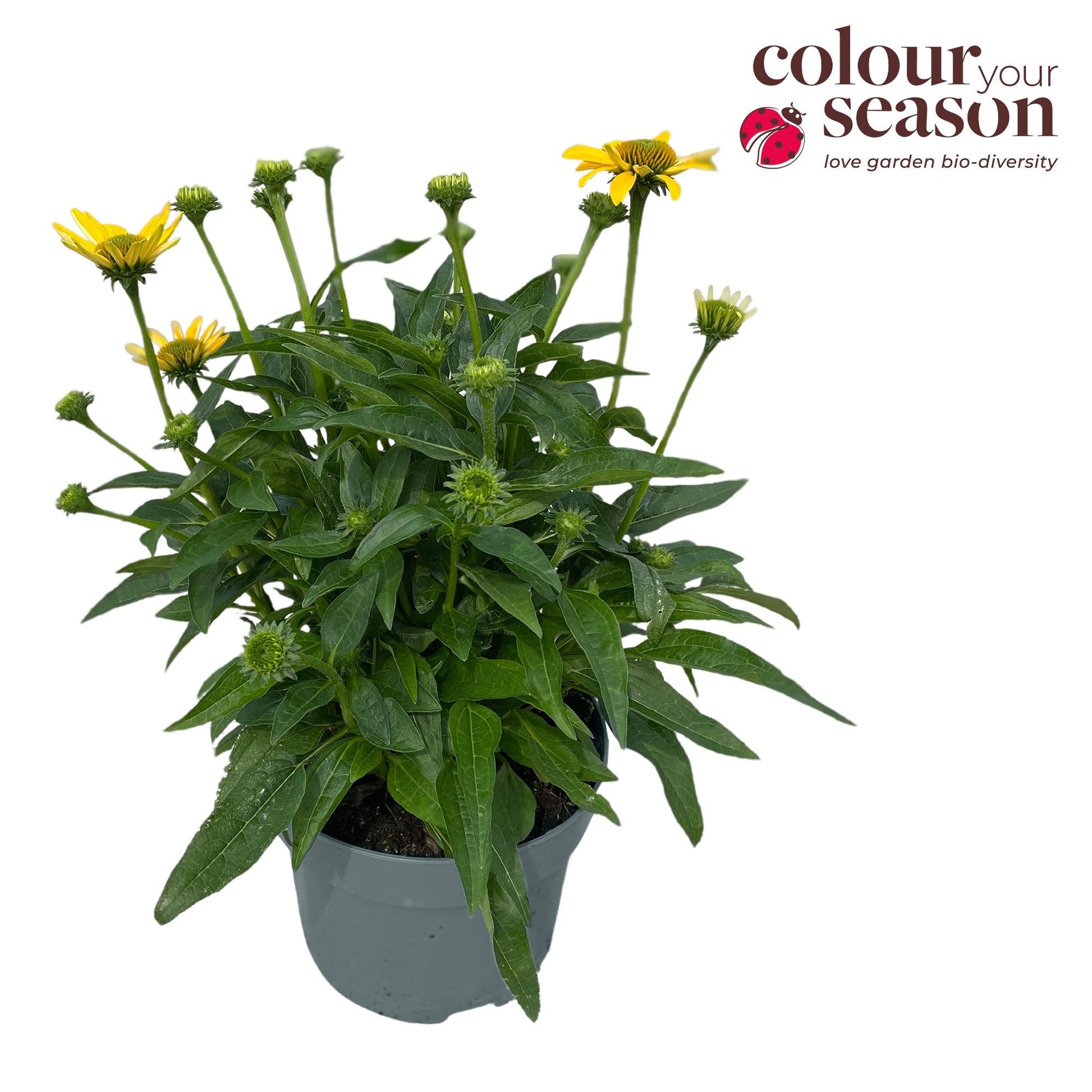 Echinacea Sombrero Lemon Yellow 50cm 19cm Pot
