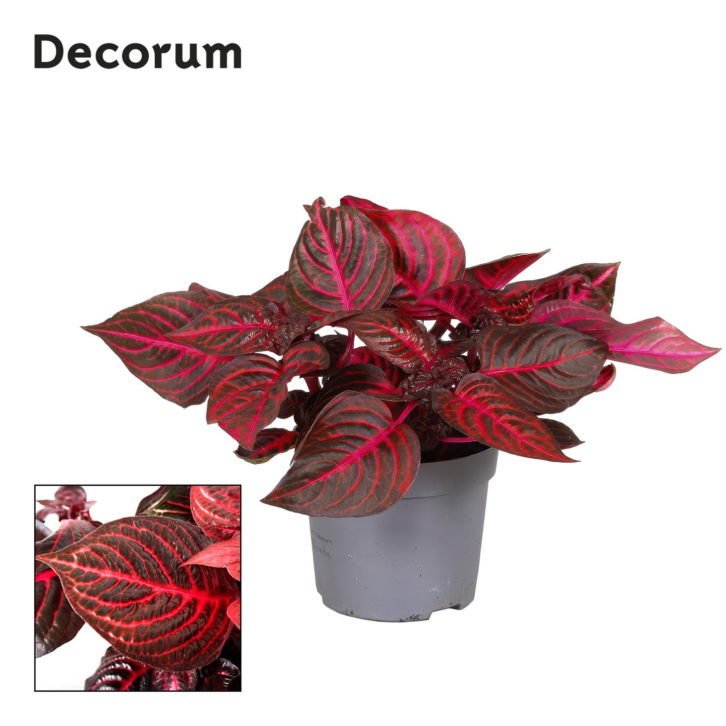 Iresine Rich Redstar 20cm 13cm Pot