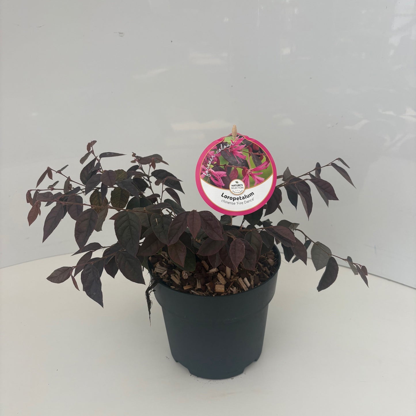 Loropetalum Fire Dance 25cm 17cm Pot