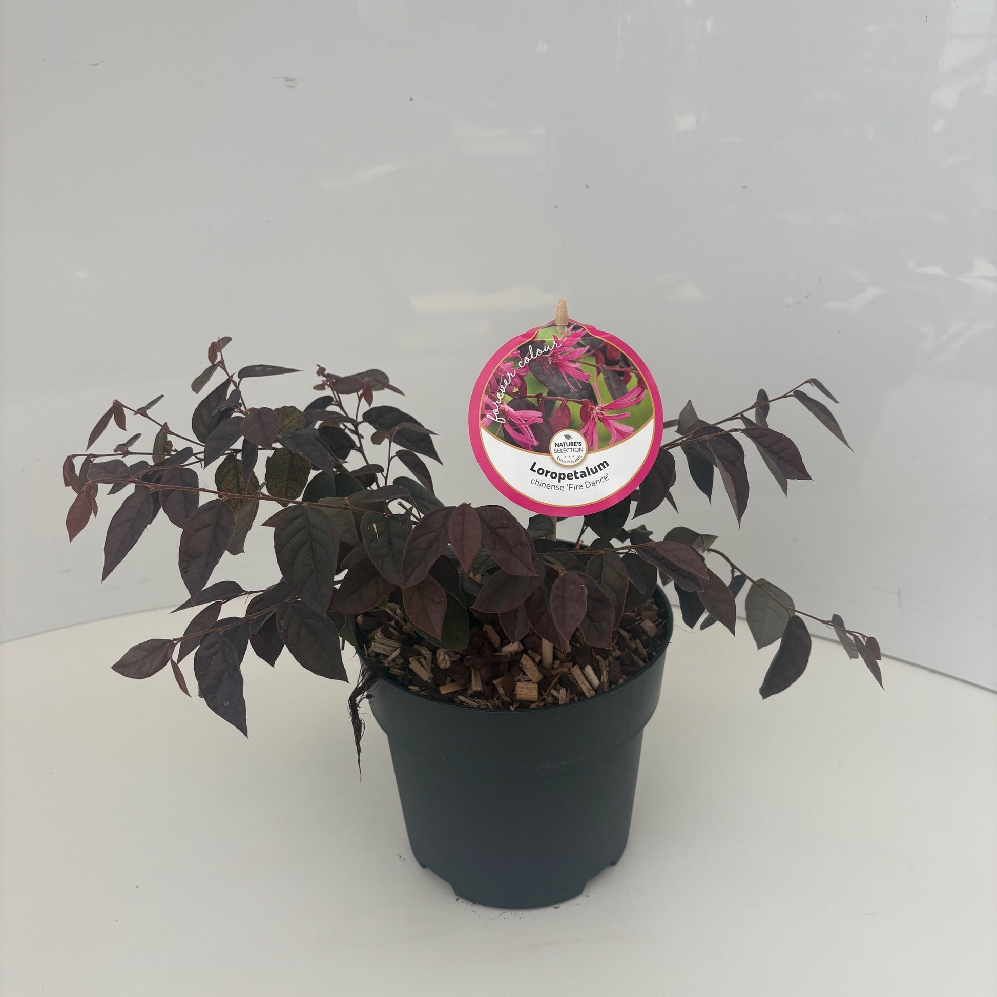 Loropetalum Fire Dance 25cm 17cm Pot
