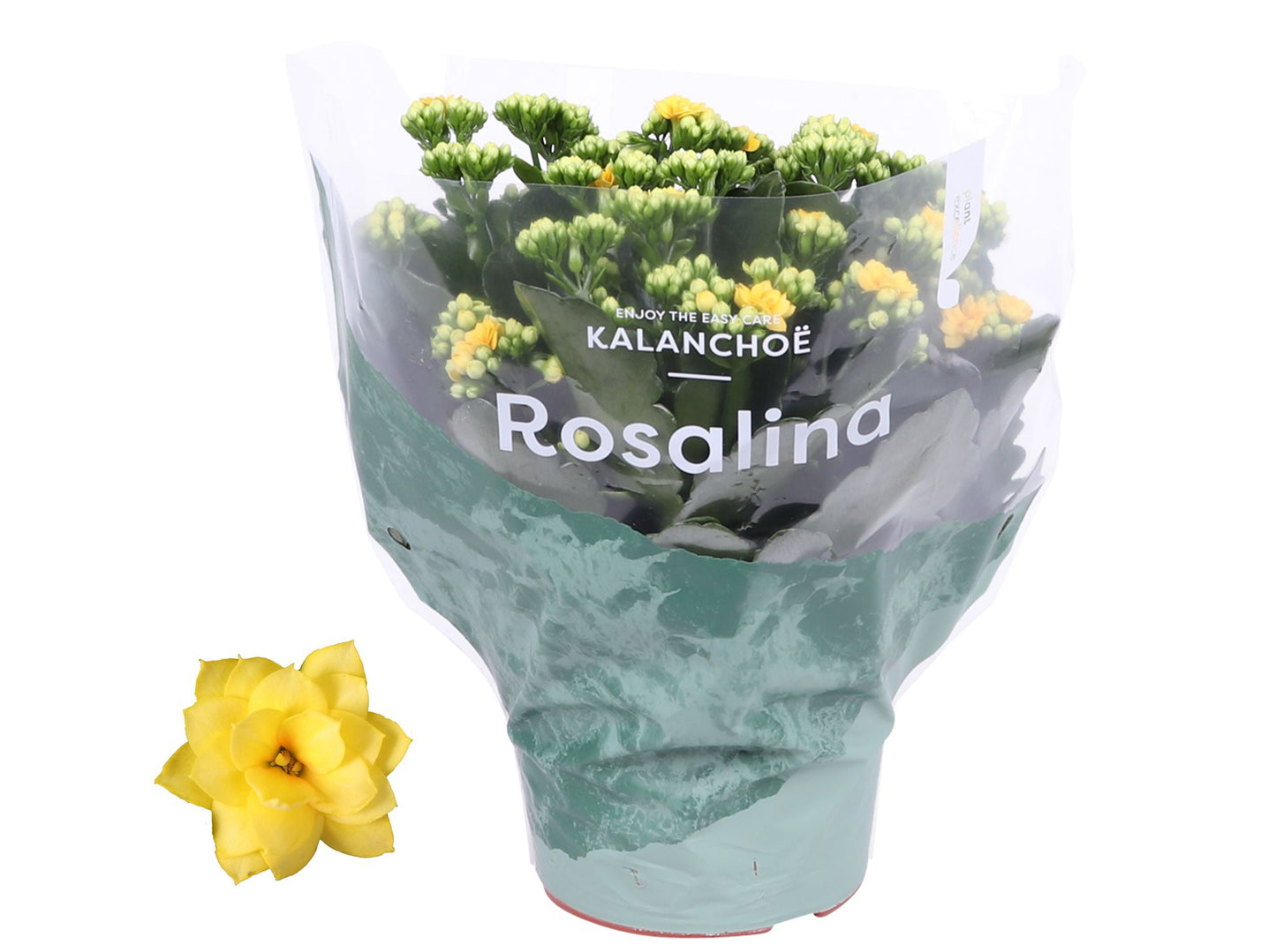 Kalanchoe Roselina Don Amarillo 27cm 15cm Pot