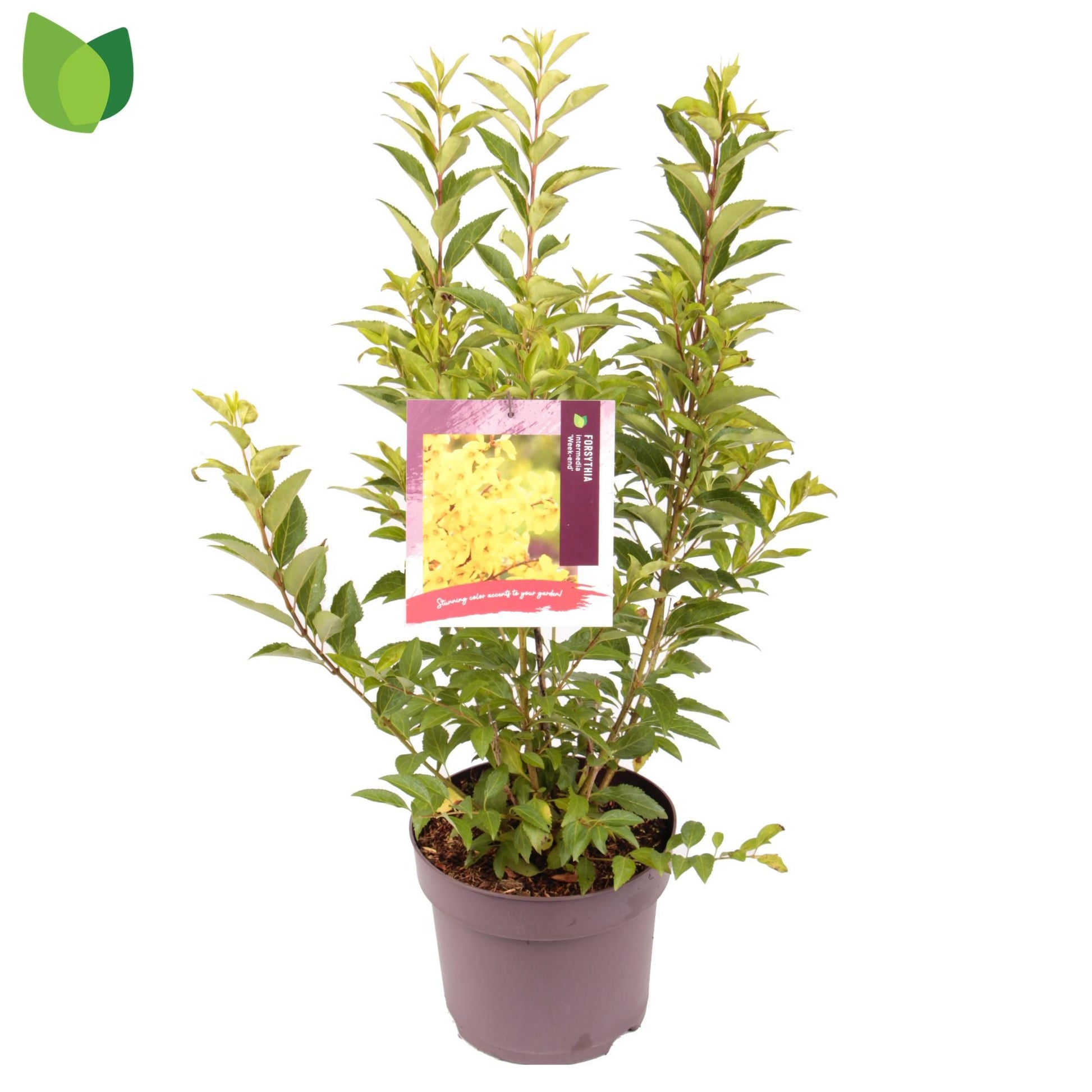 Forsythia Weekend 60cm 26cm Pot
