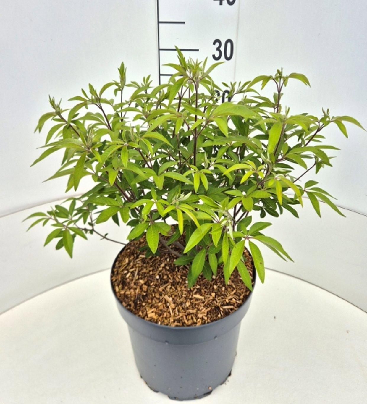 Vitex agn. Latifolia 50cm 28cm Pot