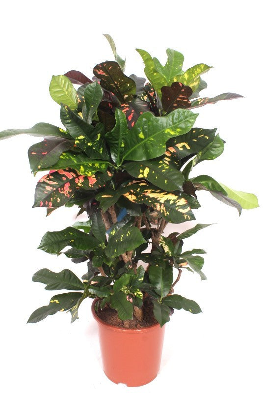 Codiaeum Magnificent 100cm 27cm Pot