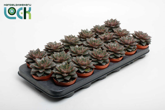 Echeveria Purpusorum 10cm 8.5cm Pot