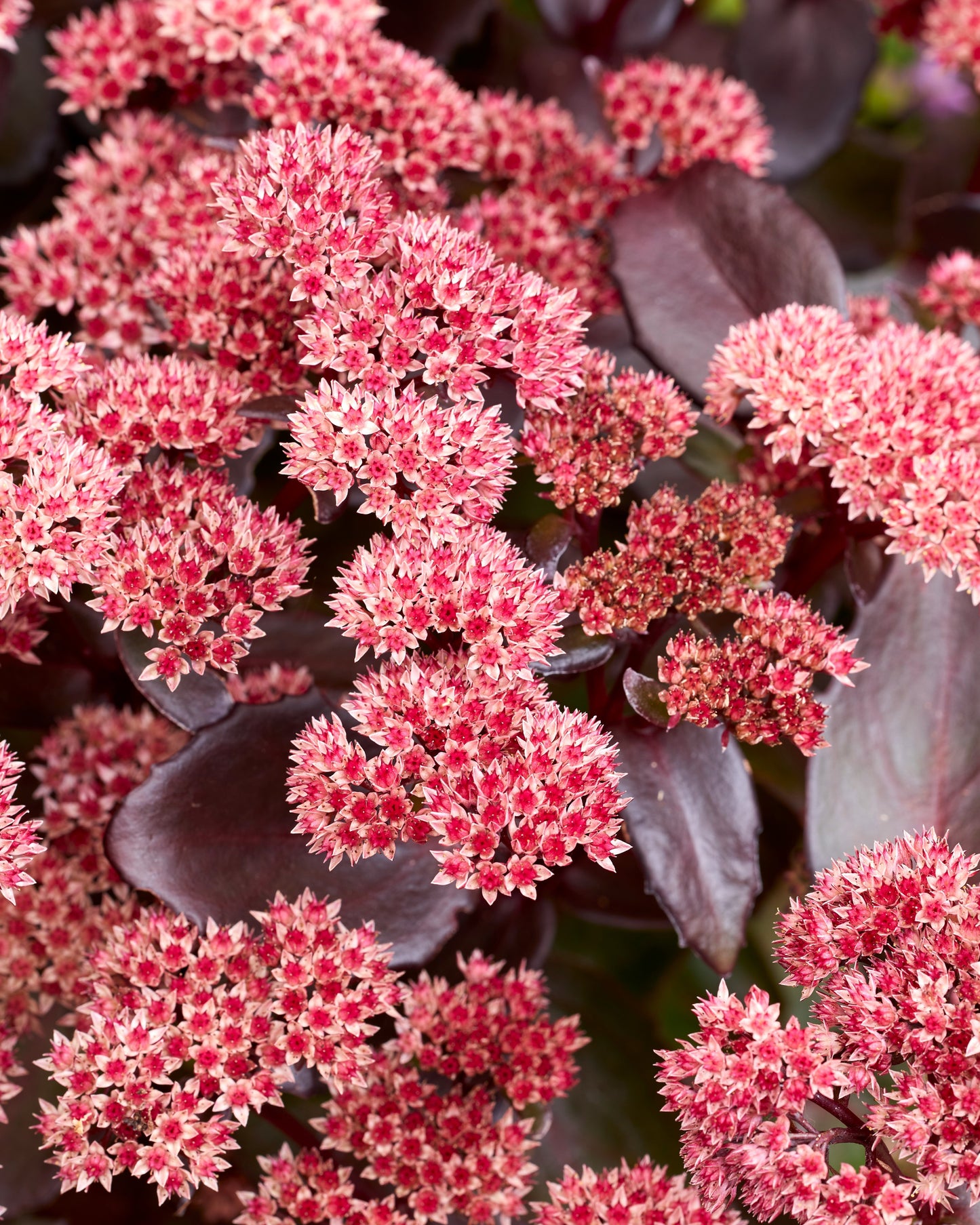 Sedum album mix 30cm 19cm Pot