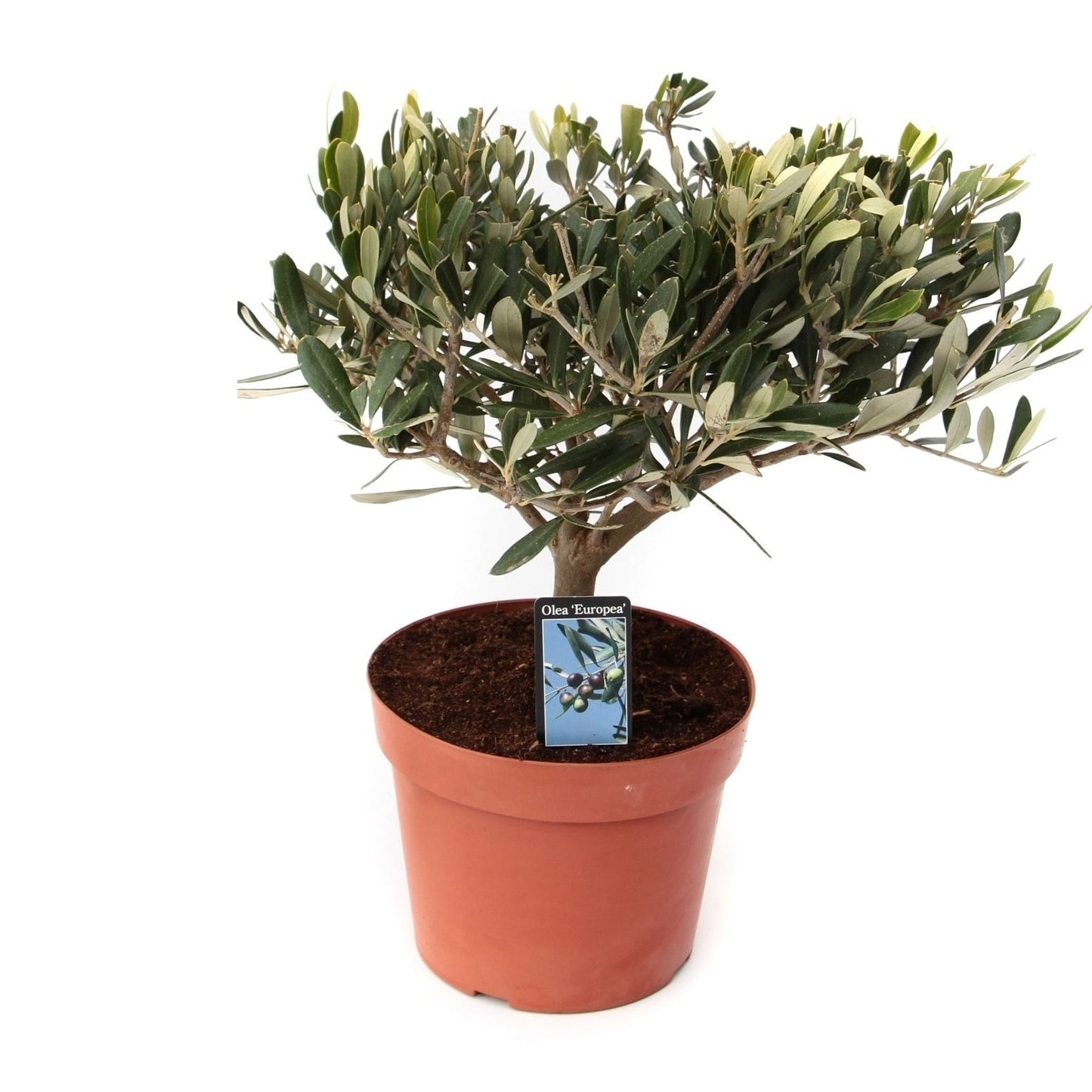 Olea europaea standard 35cm 15cm Pot