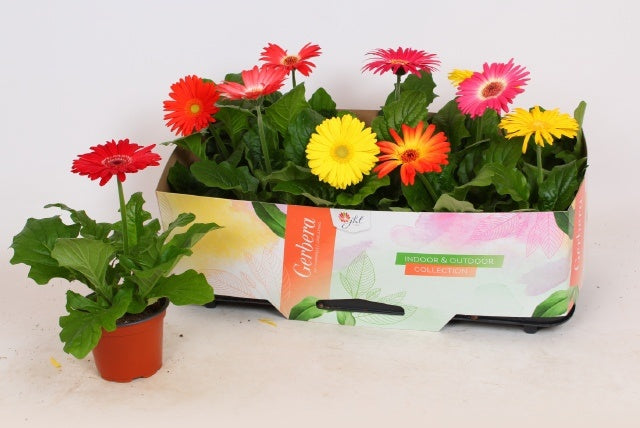 Gerbera Open Air mix 35cm 12cm Pot
