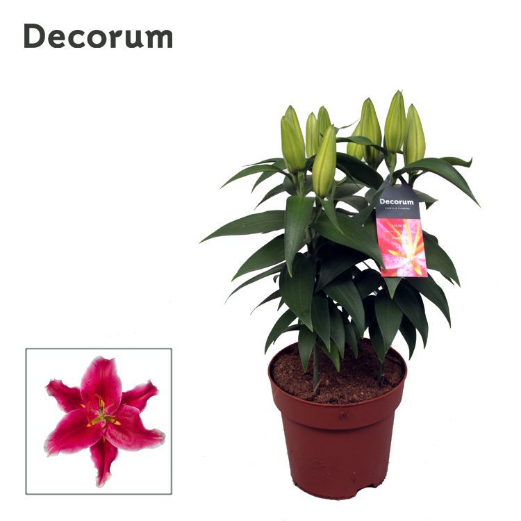 Lilium or. Starlight Express 50cm 17cm Pot