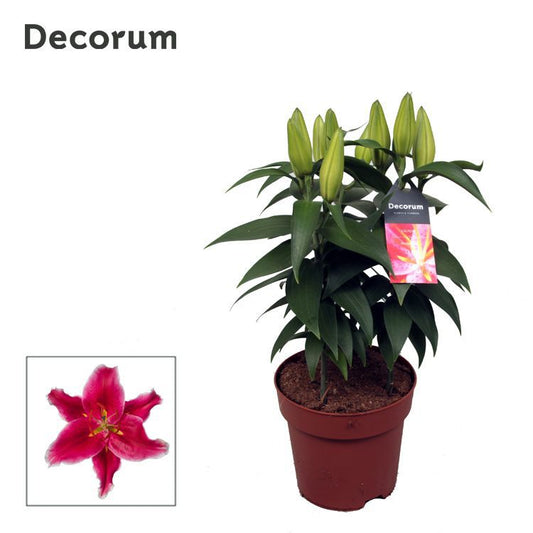 Lilium or. Starlight Express 50cm 17cm Pot