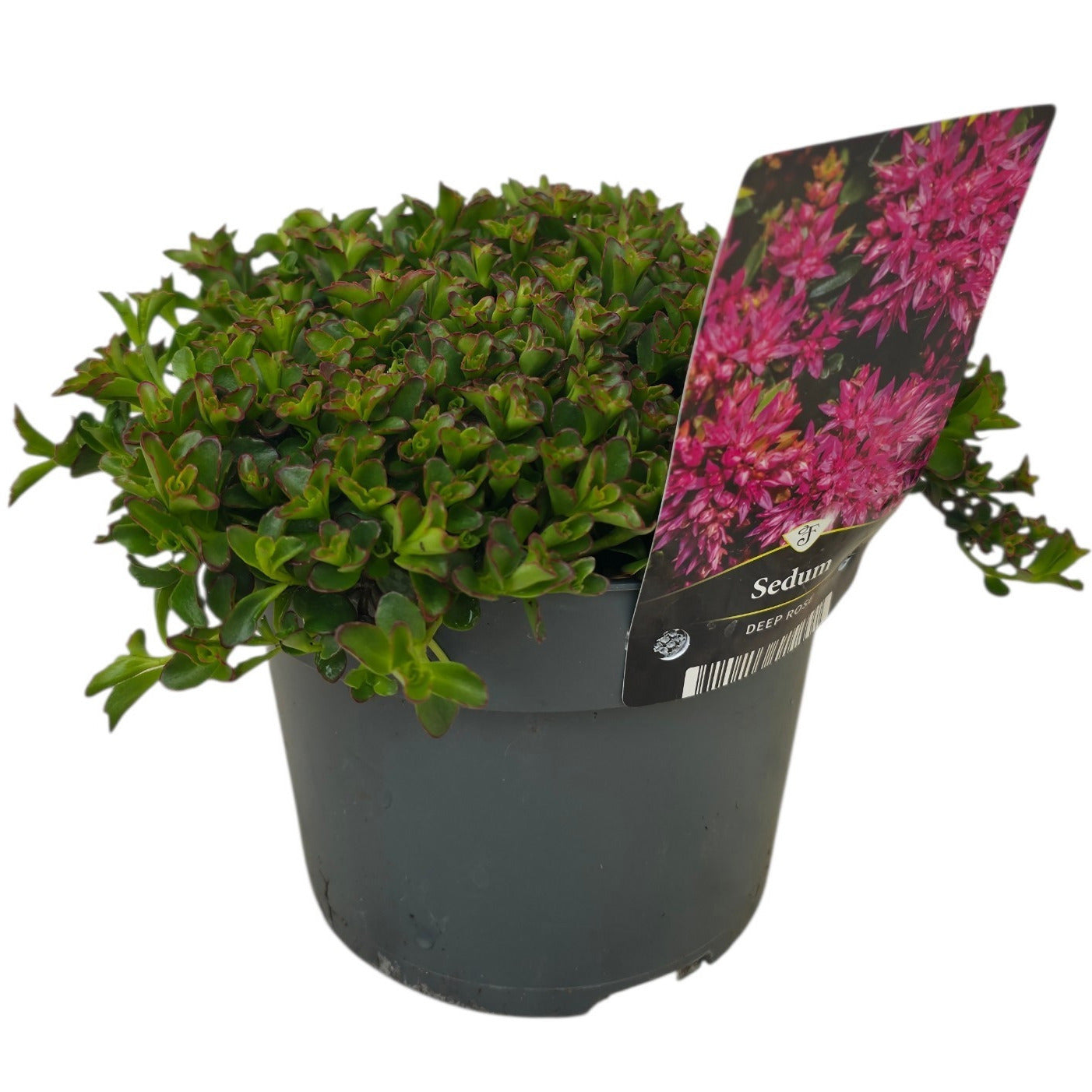 Sedum Spot on Deep Rose 30cm 17cm Pot