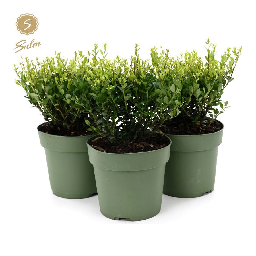 Ilex crenata Jenny 37cm 17cm Pot